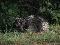 1577 PN Forillon Cap des Rosiers Porcupine